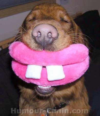 Blaque à chien (Crédits : humour-canin.com)