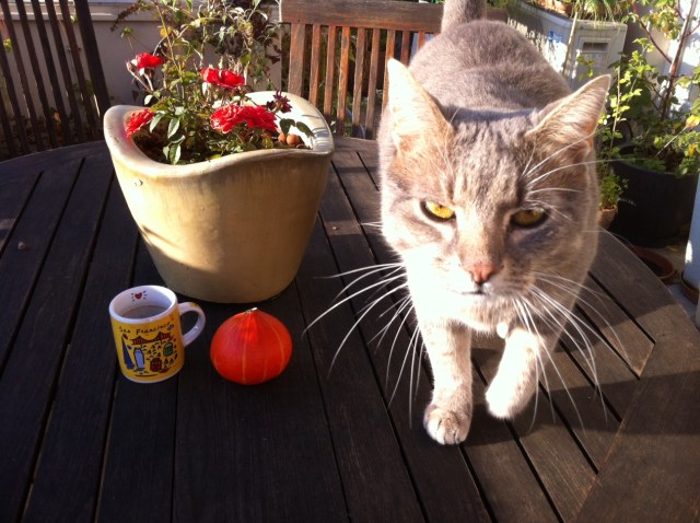 Trick or Twit Halloween 2012 Paris ChabadaCat (c) Renaud Favier