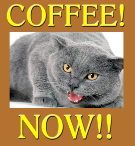 grey-cat-coffee-now