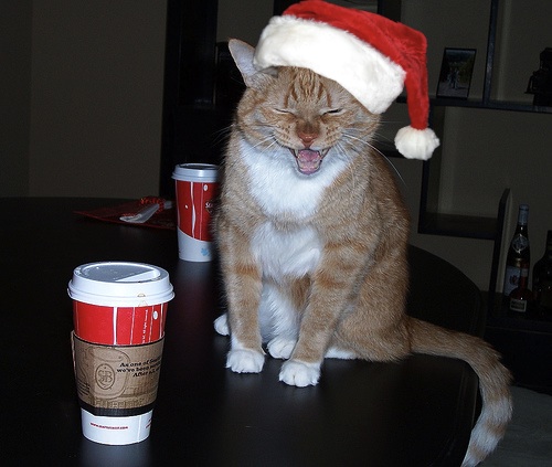 Cat Xmas 2012