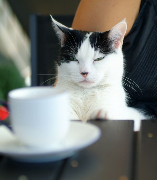 cat_coffee