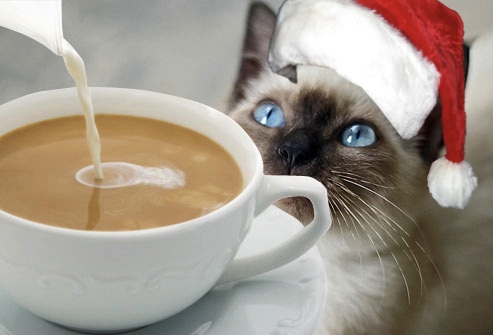 Coffee Cat Xmas 2