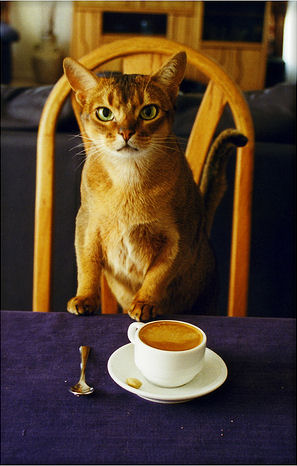 Coffee_Cat