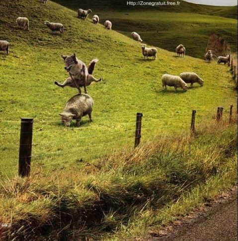 loup, flou, youp la boum ! ...