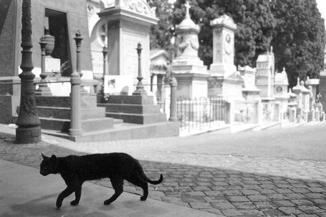 235696-chats-errants