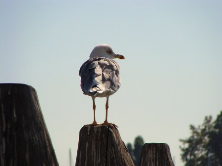 6418946467_e12f9cceb0_z