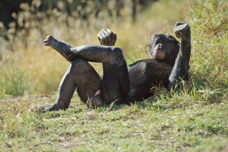 Bonobo-Apes-A-male-bonobo-007