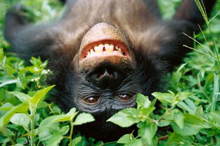 bonobo-pan-paniscus-smiling-cyril-ruoso