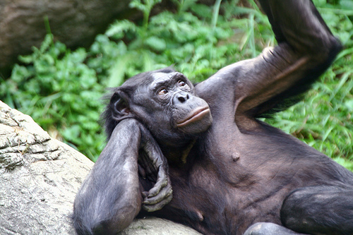 bonobo