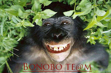 bonobo11
