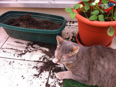 chabada-2011-34-renaud-favier