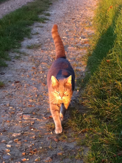 chabada-2011-50-renaud-favier