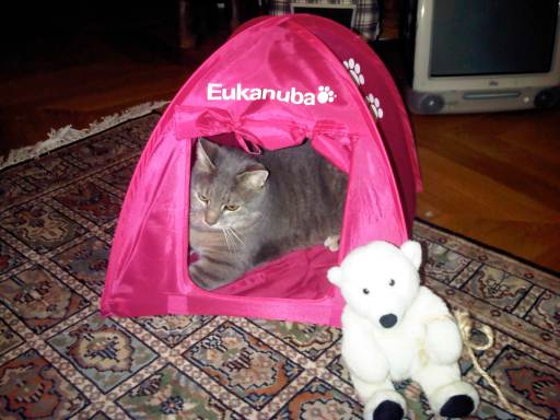 IMG00032-20101111-2132