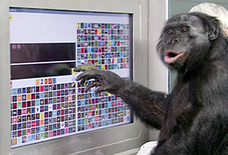 kanzi-talking-bonobo-chimp