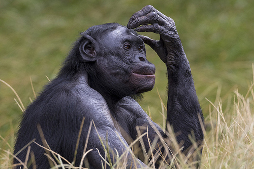 tumblr_m8esrwL5n01qfthy3o1_500