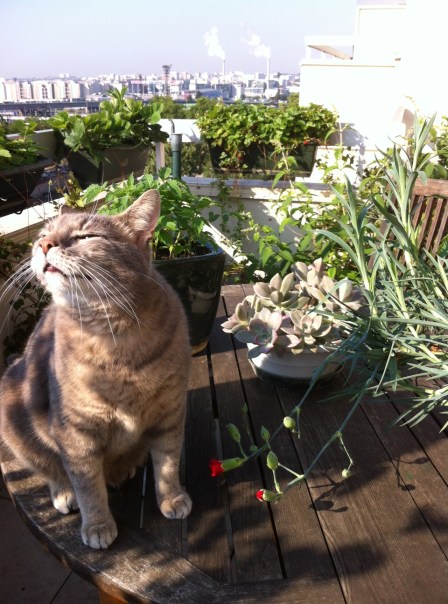 Chabada Paris 8 juillet 2013 c Renaud Favier