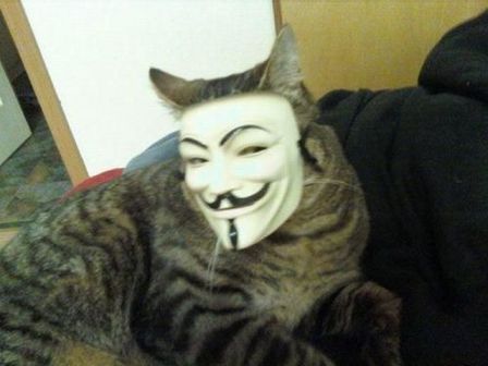chat-avec-masque-anonimous
