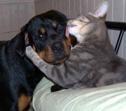 1375002_632099436822252_1839700023_n