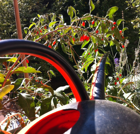 Goji Arrosoir Renaud Favier Paris 24 septembre 2013