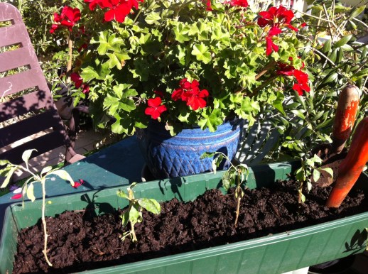 Goji Renaud Favier 24 septembre 2013