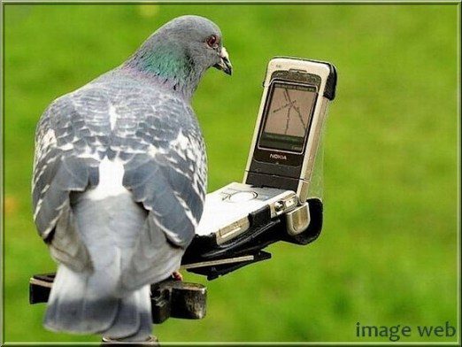 Shake (fake ?) Pigeon