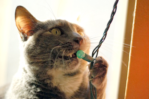 cat-eating-christmas-lights