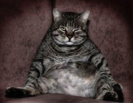 Fat Cat