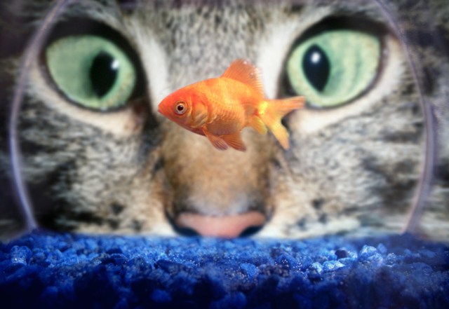 Cat Staring at Goldfish