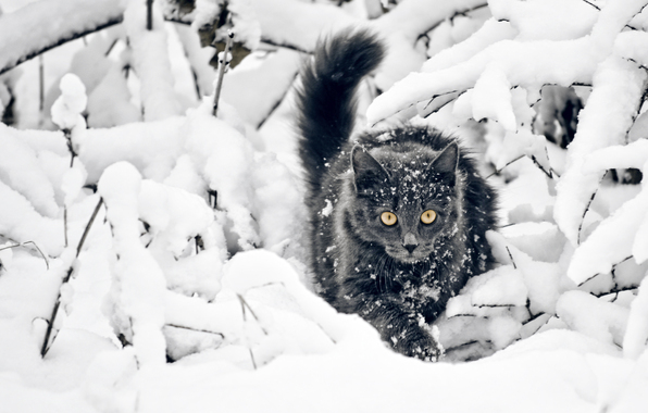 Chat Surprise Neige