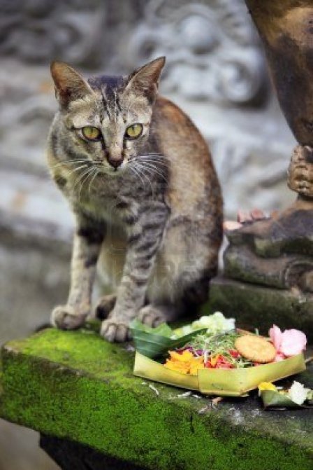 chat-va-se-regaler-au-temple-bali-indonesie