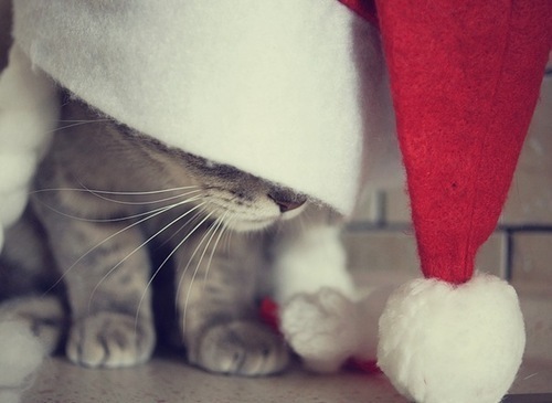 Christmas Cat