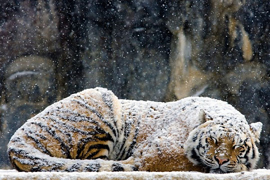 funny-cute-snow-cat-tiger