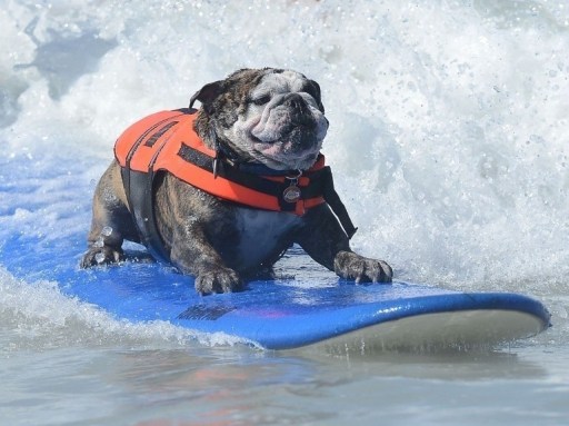 BullDog Surf