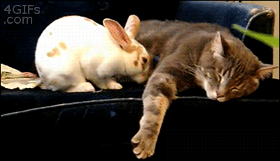 bunny_loves_cat