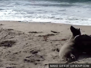 elephant-seals-fight