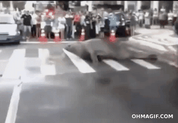 Eléphant Sea Seal France Paris Rut Tanguy