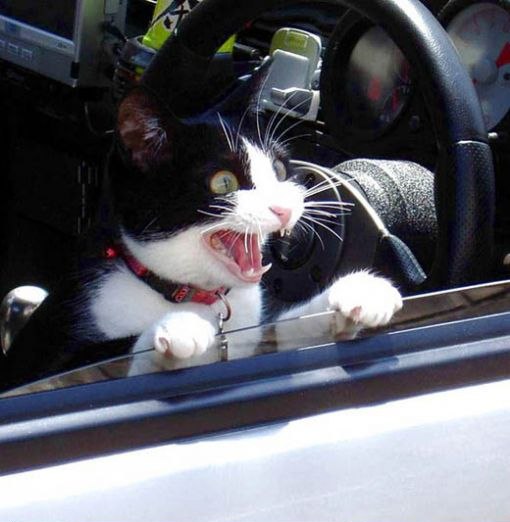 Police Cat