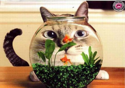 Poisson d'avril 1er Avril Joke Blague Humour Chat Funny Cat