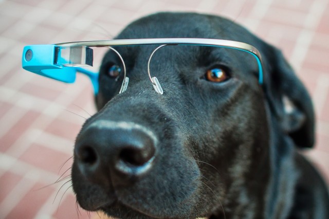 Chien Blue Google Glass Antarctica Vangelis