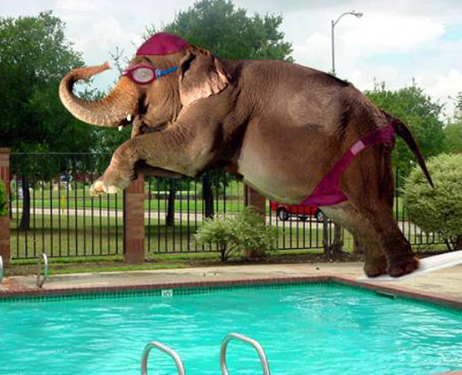 elephant-jumps-in-swimmingpool