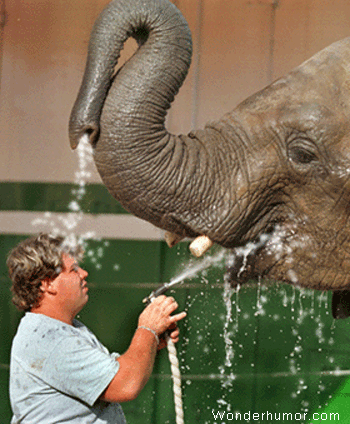 Elephant Ministre PS Remaniement Humour