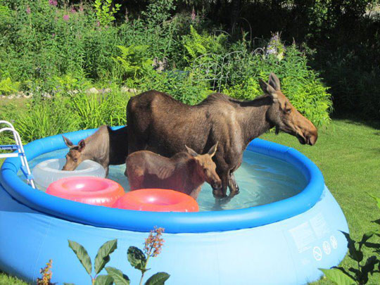 funny-moose-swimming-pool-summer La Chèvre