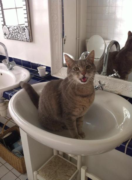 Chabada 30 juin 2014 Paris c Renaud Favier