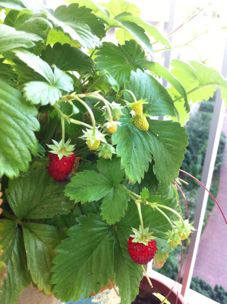 Fraises Renaud Favier Paris septembre 2014