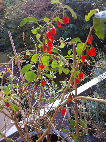 Goji 2 Renaud Favier Paris septembre 2014