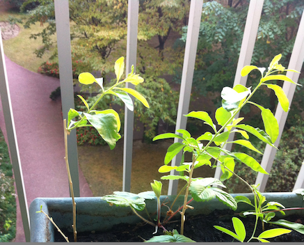 Goji Renaud Favier Paris septembre 2014