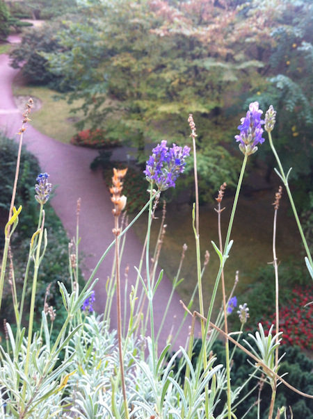 Lavandes Renaud Favier Paris septembre 2014