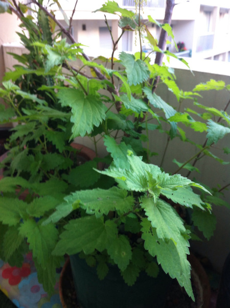 Orties Renaud Favier Paris septembre 2014