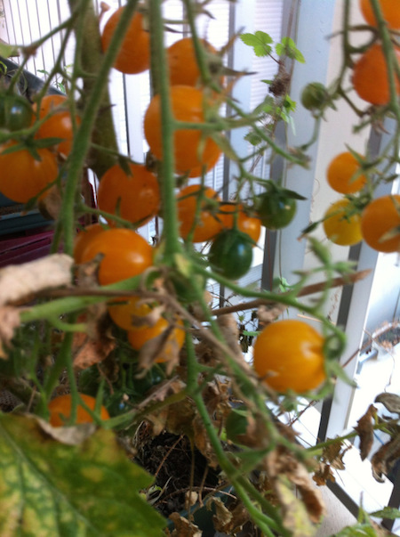 Tomates Renaud Favier Paris septembre 2014