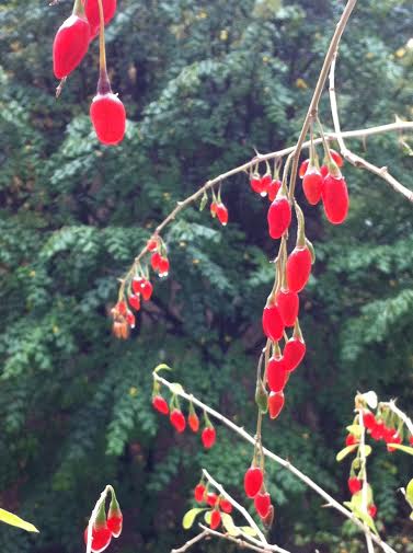 Goji 2 Paris 11 octobre c Renaud Favier